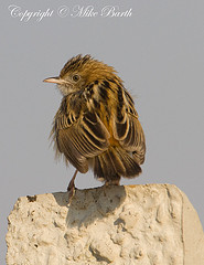 Cisticola textrix