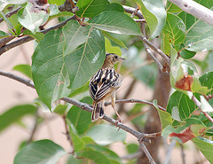 Cisticola eximius