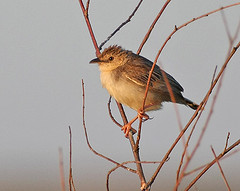 Cisticola brunnescens