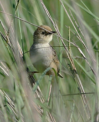 Cisticola cinnamomeus