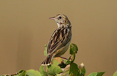 Cisticola ayresii