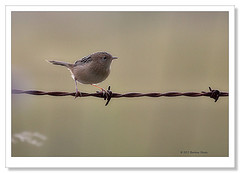 Cisticola exilis