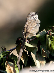 Prinia crinigera