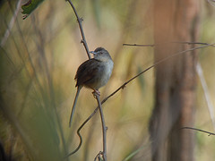 Prinia polychroa
