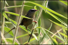 Prinia atrogularis