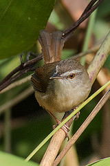 Prinia cinereocapilla