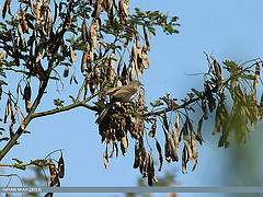 Prinia buchanani