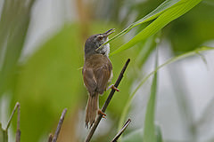 Prinia rufescens