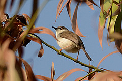 Prinia hodgsonii