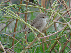 Prinia gracilis