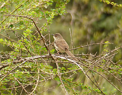 Prinia sylvatica