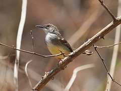 Prinia familiaris