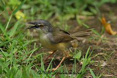 Prinia flaviventris