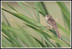 Prinia socialis