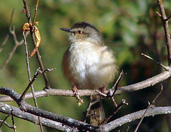 Prinia subflava