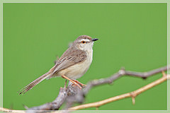 Prinia inornata