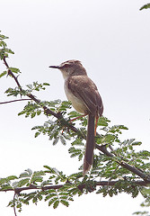 Prinia somalica