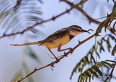 Prinia flavicans