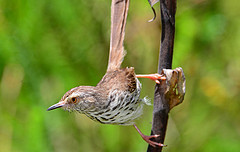 Prinia maculosa