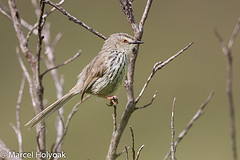 Prinia hypoxantha