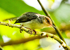 Prinia molleri