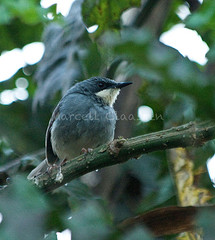 Schistolais leucopogon