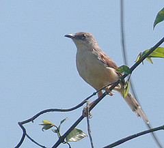 Heliolais erythropterus