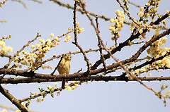 Phyllolais pulchella