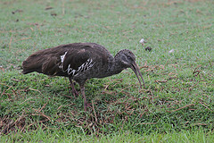 Bostrychia carunculata
