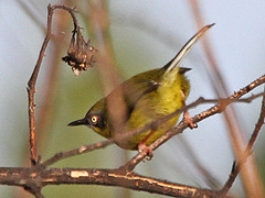 Apalis flavigularis