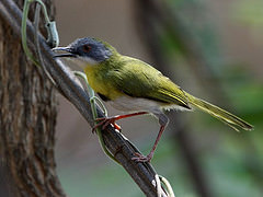 Apalis flavida