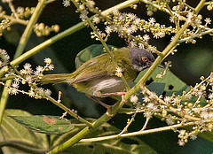Apalis binotata