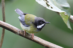 Apalis jacksoni