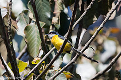 Apalis chariessa