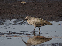 Theristicus caerulescens