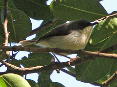 Apalis melanocephala