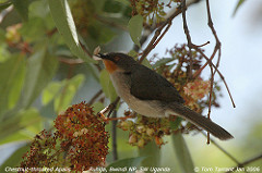 Apalis porphyrolaema