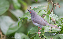 Apalis sharpii