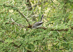 Apalis karamojae