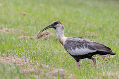 Theristicus caudatus