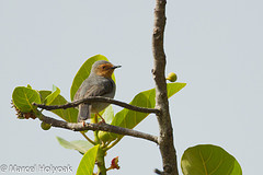 Apalis bamendae