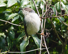 Apalis cinerea
