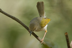 Camaroptera brachyura