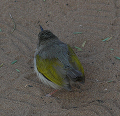 Camaroptera brevicaudata