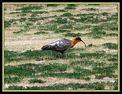 Theristicus melanopis