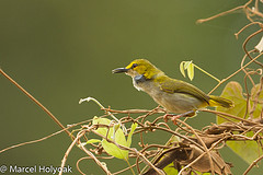 Camaroptera superciliaris