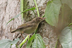 Camaroptera chloronota
