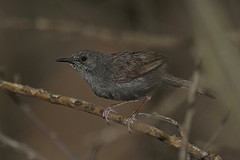 Calamonastes simplex