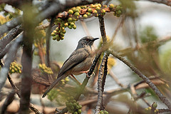 Calamonastes undosus