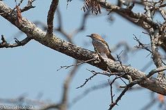 Calamonastes stierlingi